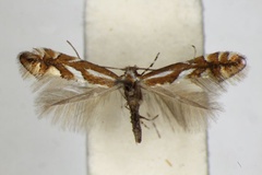 Phyllonorycter mespilella