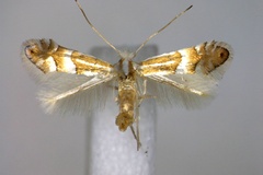 Phyllonorycter nipponicella