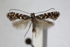 Parornix pfaffenzelleri