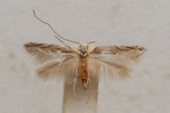 Epicephala trigonophora