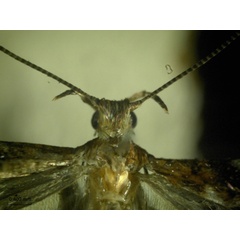 /filer/webapps/moths_gc/media/images/C/camaronae_Caloptilia_A_HA_2.jpg