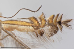 Phyllocnistis canta