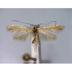 /filer/webapps/moths_gc/media/images/M/multipunctella_Aspilapteryx_A_EIHU.jpg