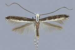 Acrocercops serrigera galapagosensis