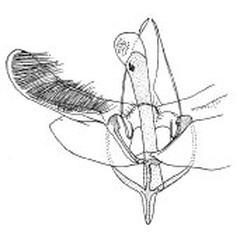 /filer/webapps/moths_gc/media/images/P/periplecta_Epicephala_GM_Diakonoff_1955_89_PxUaFfe.jpg