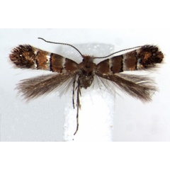 /filer/webapps/moths_gc/media/images/G/gato_Phyllonorycter_HT_RMCA.jpg