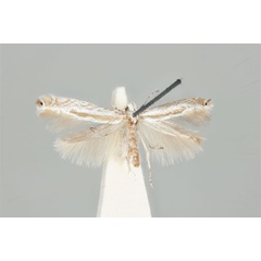 /filer/webapps/moths_gc/media/images/M/machaerophora_Aristaea_HT_ANIC31-036703_wing.jpg