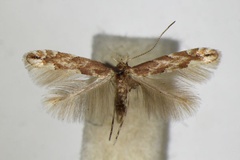 /filer/webapps/moths_gc/media/images/S/sagitella_tremulae_Phyllonorycter_A_ZSM.jpg