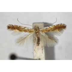 /filer/webapps/moths_gc/media/images/M/mirbeckifoliae_Phyllonorycter_PT_ZSM_2.jpg