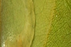 Conopomorpha sinensis
