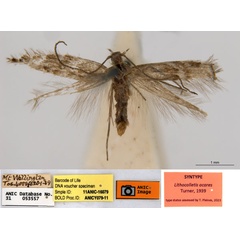 /filer/webapps/moths_gc/media/images/A/acares_Aristaea_ST3_ANIC.jpg