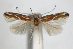 Phyllonorycter corylifoliella
