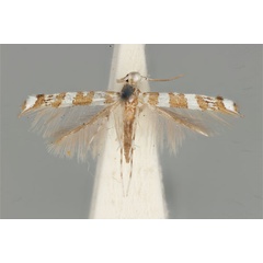 /filer/webapps/moths_gc/media/images/A/apoblepta_Acrocercops_ST_ANIC31-010807_dorsal.jpg