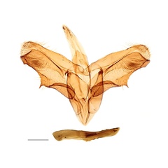 /filer/webapps/moths_gc/media/images/C/caraganella_Micrurapteryx_GM_Kirichenko-et-al_2017_4.jpg