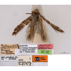 /filer/webapps/moths_gc/media/images/E/enchalcoa_Phyllonorycter_ST1_ANIC.jpg