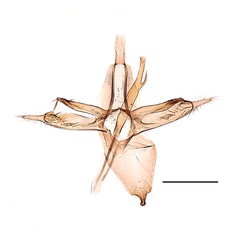 /filer/webapps/moths_gc/media/images/P/pseudojezoniella_Phyllonorycter_GM_Kirichenko-etal_2019_25.jpg