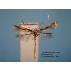 /filer/webapps/moths_gc/media/images/C/castanopsidis_Chrysocercops_HT_EIHU.jpg