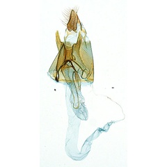 /filer/webapps/moths_gc/media/images/P/pinnatae_Liocrobyla_PT5_GF_ANIC.jpg