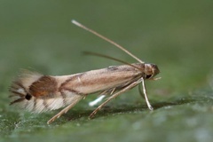 Phyllocnistis valentinensis