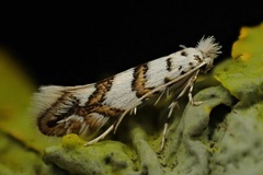 Phyllonorycter joannisi