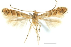 Phyllonorycter stenopterae