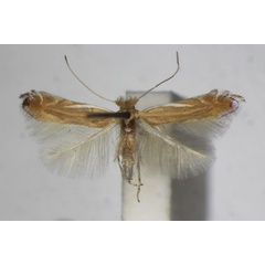 /filer/webapps/moths_gc/media/images/P/parisiella_Phyllonorycter_A_ZSM_3.jpg