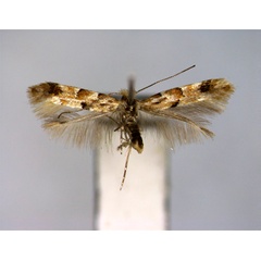 /filer/webapps/moths_gc/media/images/E/ermani_Phyllonorycter_A_EIHU.jpg