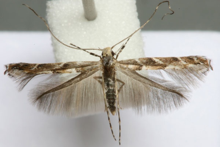 /filer/webapps/moths_gc/media/images/B/brongniardella_Acrocercopcops_A_Barton_2.jpg