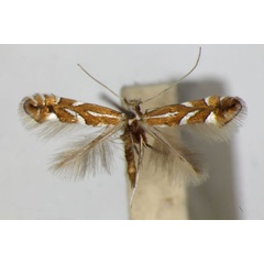 /filer/webapps/moths_gc/media/images/H/hostis_Phyllonorycter_A_ZSM_2.jpg