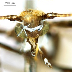 /filer/webapps/moths_gc/media/images/P/pinnatae_Liocrobyla_HT_head1_ANIC.jpg