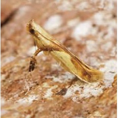 /filer/webapps/moths_gc/media/images/H/honoratella_Caloptilia_Plant_2022_28e.jpg