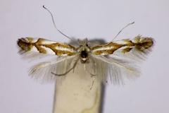 Phyllonorycter barbarella