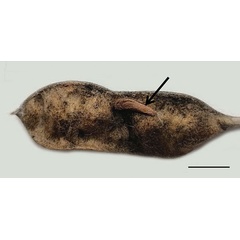 /filer/webapps/moths_gc/media/images/B/baranchikovi_Micrurapteryx_Cocoon5__Kirichenko-et-al_2021_147.jpg