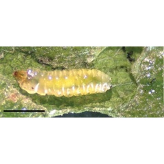 /filer/webapps/moths_gc/media/images/F/furcata_Phyllocnistis_larva_3_Cerdena_2020_134.jpg