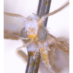 /filer/webapps/moths_gc/media/images/Z/zalosticha_Epicephala_LT_head1_ANIC.jpg