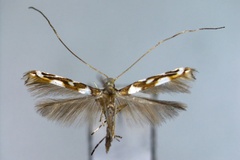 Acrocercops mantica