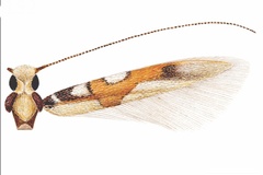 Eucosmophora pithecellobiae