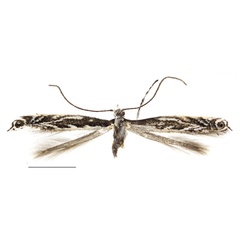 /filer/webapps/moths_gc/media/images/C/caraganella_Micrurapteryx_Kirichenko-et-al_2016_108_5.jpg