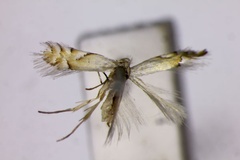 Phyllonorycter clemensella