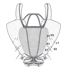 /filer/webapps/moths_gc/media/images/T/tecomae_Angelabella_larva1_Cerdena_etal_2026_7A.jpg