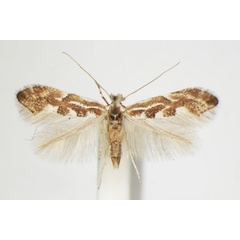 /filer/webapps/moths_gc/media/images/C/connexella_Phyllonorycter_A_ZSM_4.jpg