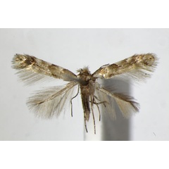 /filer/webapps/moths_gc/media/images/E/ermani_Phyllonorycter_A_ZSM.jpg