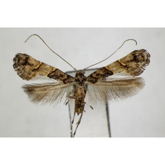 /filer/webapps/moths_gc/media/images/S/sapiivora_Caloptilia_PT_ZSM.jpg