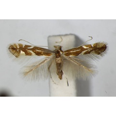 /filer/webapps/moths_gc/media/images/M/myricae_Phyllonorycter_PT_ZSM.jpg