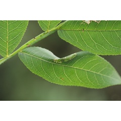 /filer/webapps/moths_gc/media/images/T/tumoris_Phyllonorycter_mine2_Lu-etal_2025_460.jpg