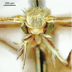 /filer/webapps/moths_gc/media/images/C/cairna_Diphtheroptila_HT_head1_ANIC.jpg