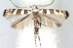 Spulerina parthenocissi