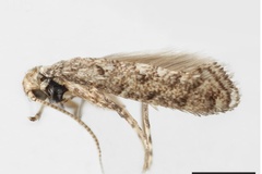 Acrocercops inconspicua
