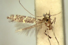 Ectropina ligata