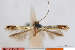 Acrocercops chalceopla